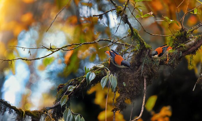 Two colorful birds of India perched on a mossy branch amidst vibrant autumn foliage.
