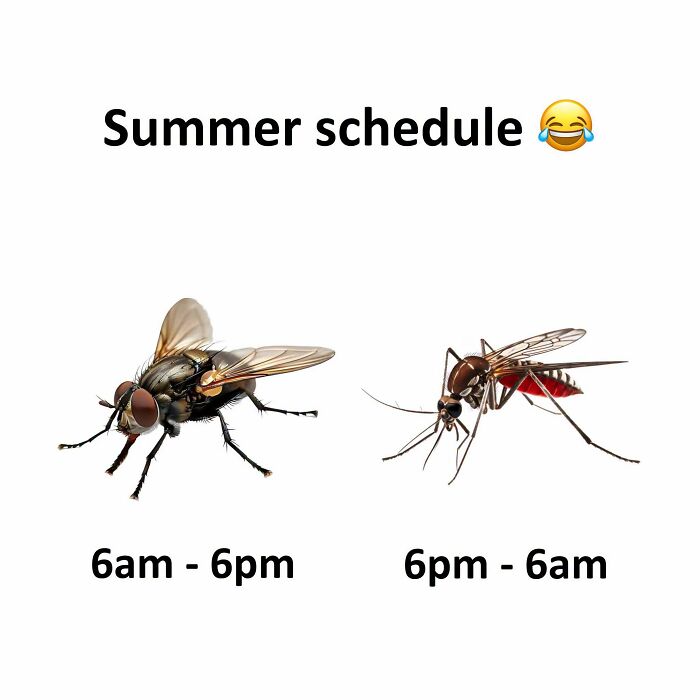 Hilarious Posts: A meme by Xavier showing a fly and a mosquito, captioned Summer schedule: 6am-6pm for the fly and 6pm-6am for the mosquito.