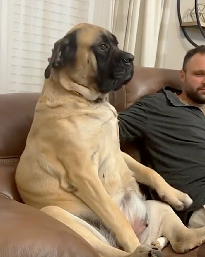 A large, funny dog sits upright on a brown leather couch next to a man, looking relaxed and human-like.