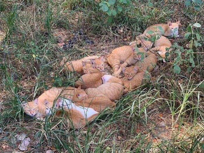 Group of orange cats piled together sleeping outside
