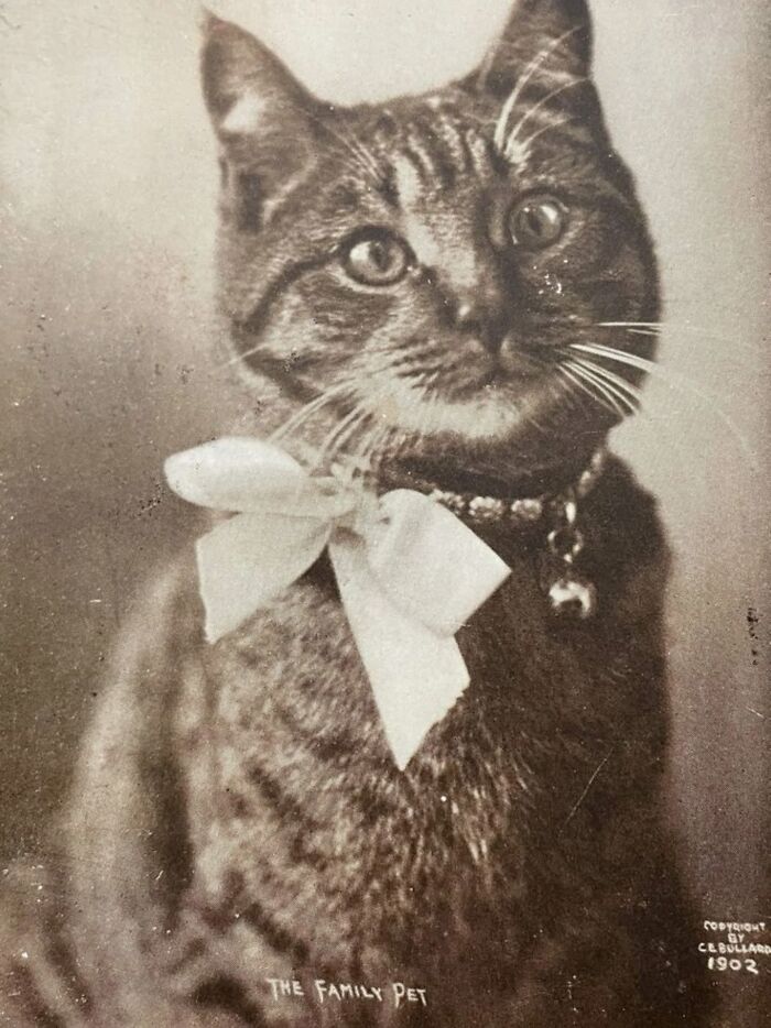 30 More Vintage Cat Photos That Prove Our Love For Cats Hasn't Changed In Over A Century