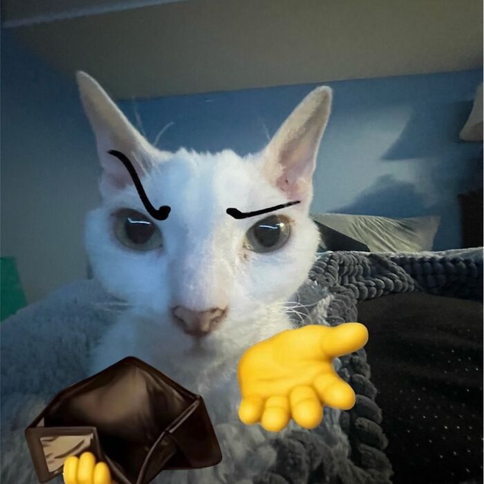A Devon Rex cat with drawn angry eyebrows looks at the viewer, with emojis of an empty wallet and an open hand.