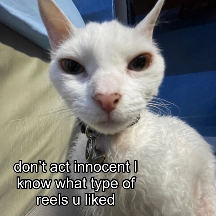 A Devon Rex cat with an unamused expression and a bell collar, captioned 'don't act innocent I know what type of reels u liked'.