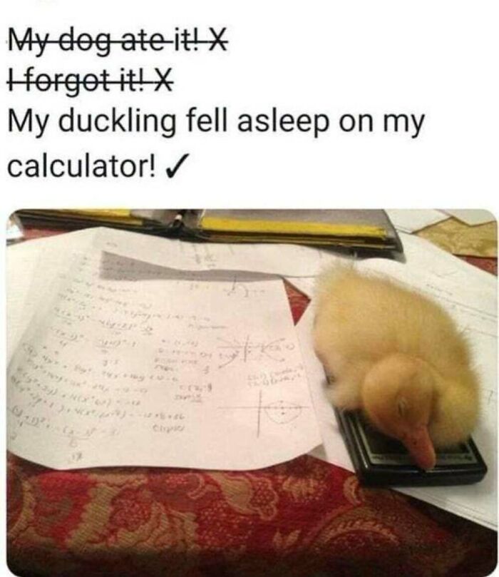 This Facebook Page Shares The Funniest And Cutest Animal Memes On The Internet, And Here Are 50 Of The Best Ones
