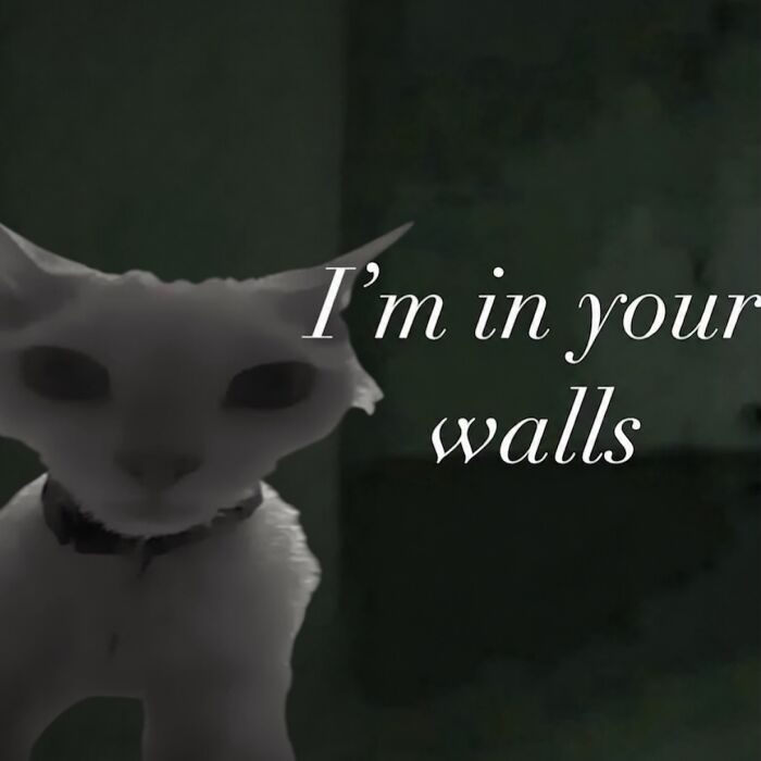 A black and white image of a Devon Rex cat with intense eyes, with the text I'm in your walls.