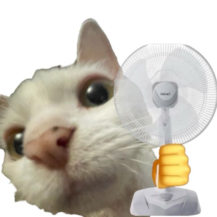 A Devon Rex cat stares wide-eyed next to a fan, creating a funny, cute moment for social media.