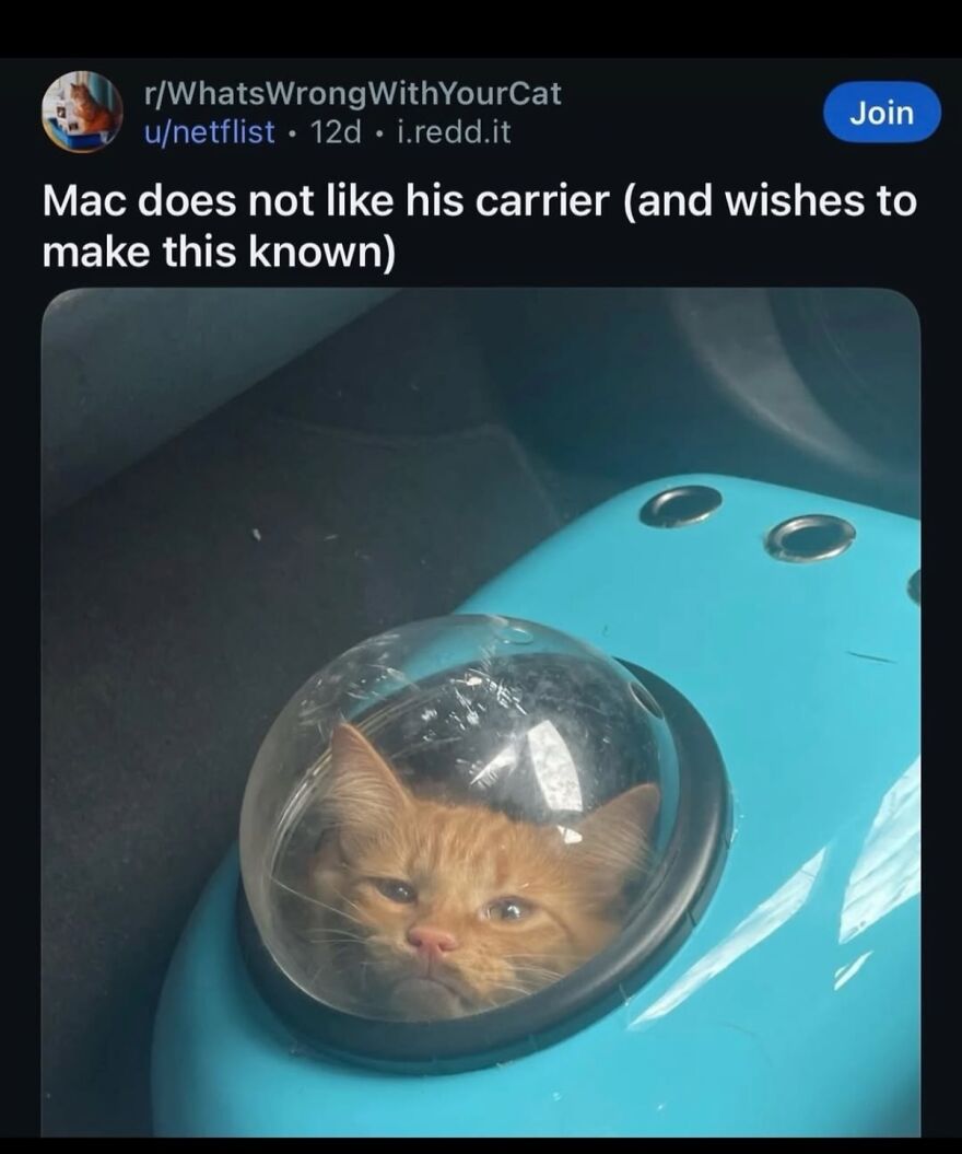 An unhinged screenshot of a cat named Mac looking disgruntled in a pet carrier, too funny not to share.