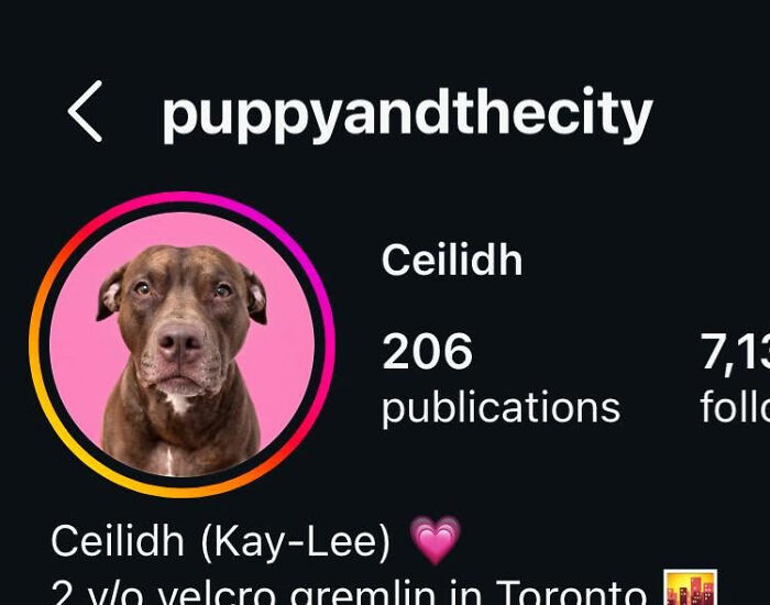 Instagram profile for a dog named Ceilidh, pronounced Kay-Lee, a 2 y/o velcro gremlin in Toronto. Parents choosing abominable names.