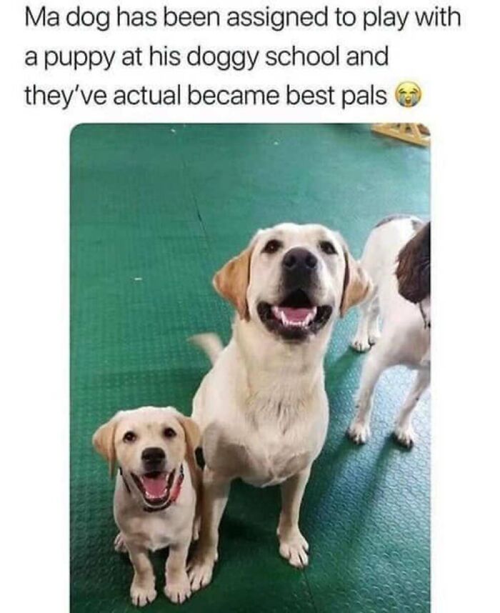 This Facebook Page Shares The Funniest And Cutest Animal Memes On The Internet, And Here Are 50 Of The Best Ones