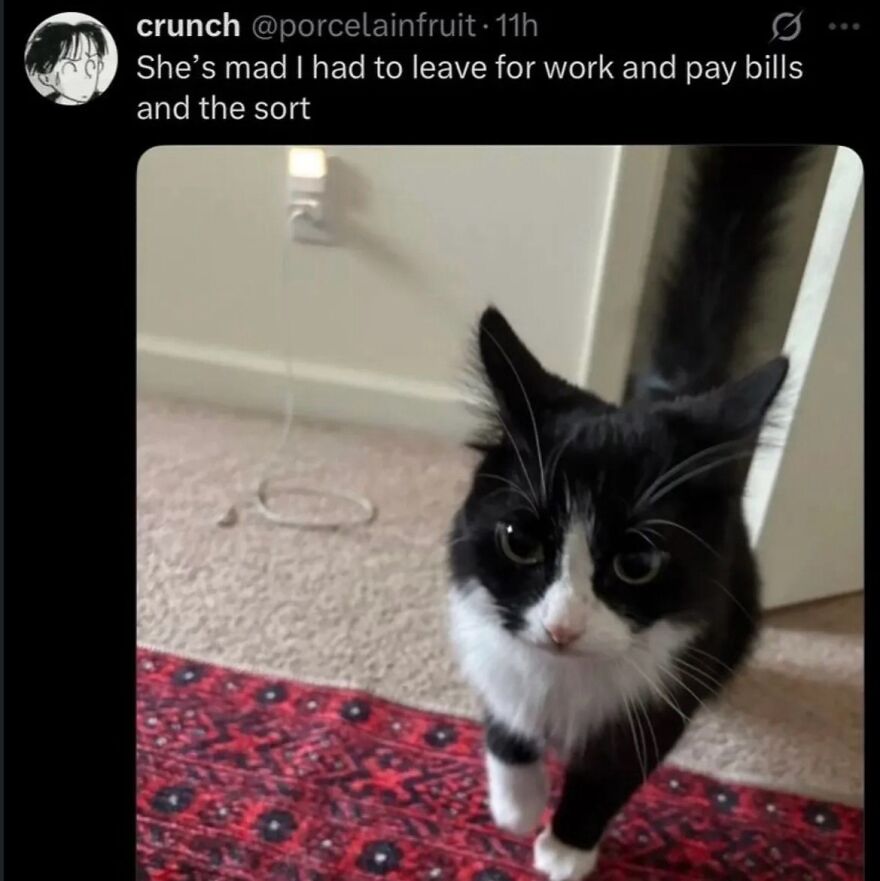 A hilariously unhinged screenshot of a black and white cat looking angry, with text about leaving for work.