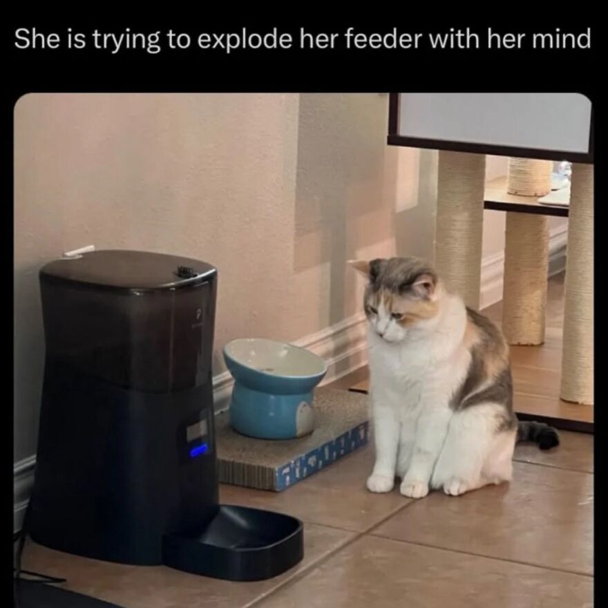 A hilariously unhinged screenshot of a cat staring intently at an automatic feeder, trying to explode it with its mind.