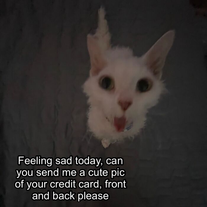 A Devon Rex cat looks up with its mouth open, appearing to speak the text: Feeling sad today, can you send me a cute pic of your credit card, front and back please.