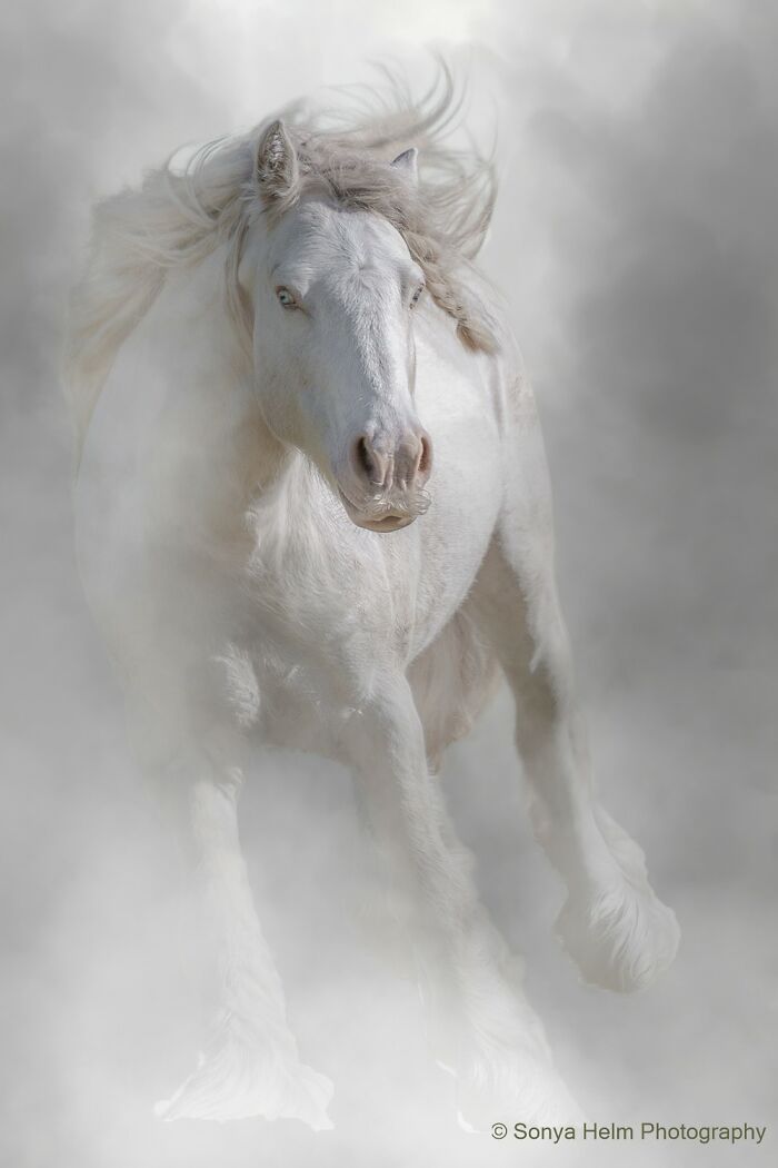 Domestic Animals Category, Nominee: "Channing" By Sonya Helm