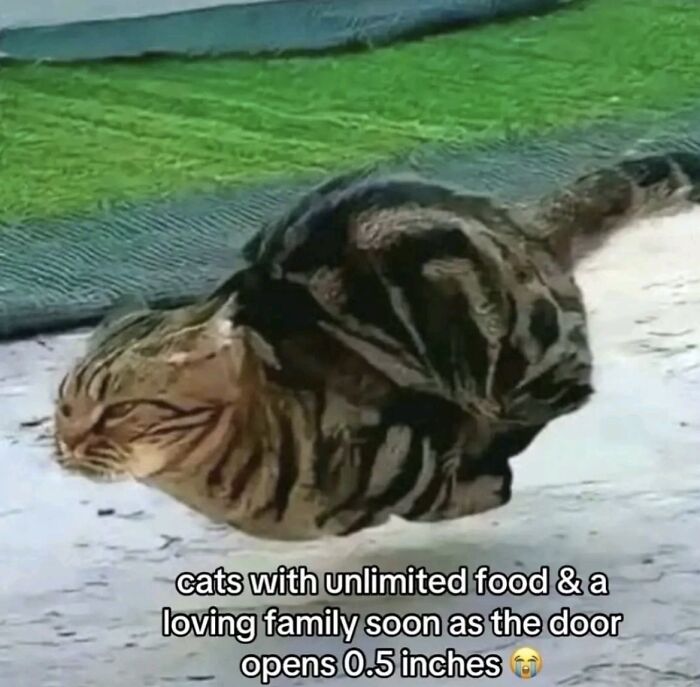 A relatable meme showing a cat squeezing through a door, representing a boost to morale.
