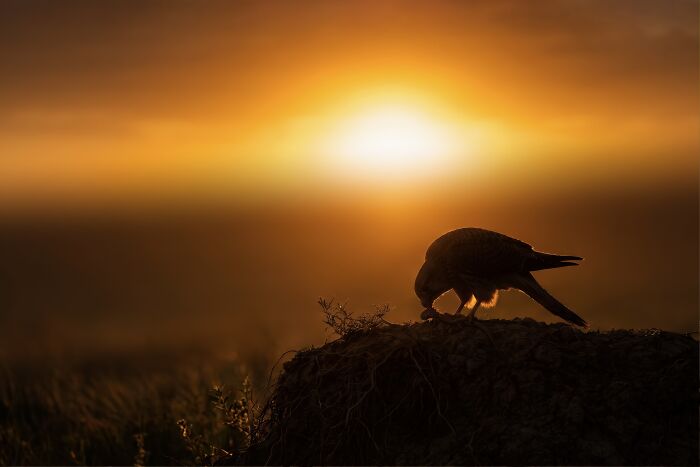 A silhouette of a bird against a golden sunset, showcasing the colorful birds of India in their natural habitat.