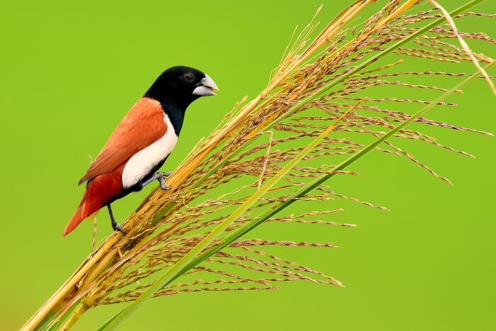 A black-headed munia, a colorful bird of India, perches on a stalk of grain against a bright green background.