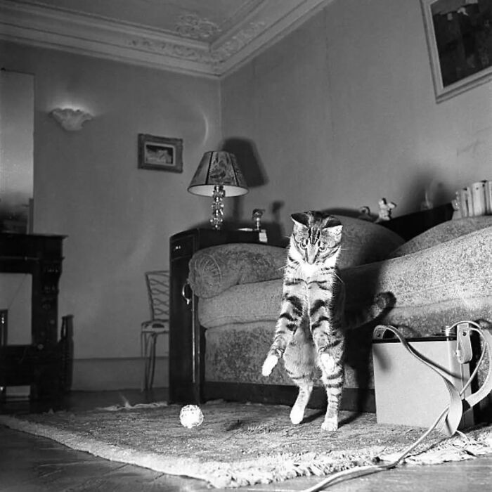 30 More Vintage Cat Photos That Prove Our Love For Cats Hasn't Changed In Over A Century