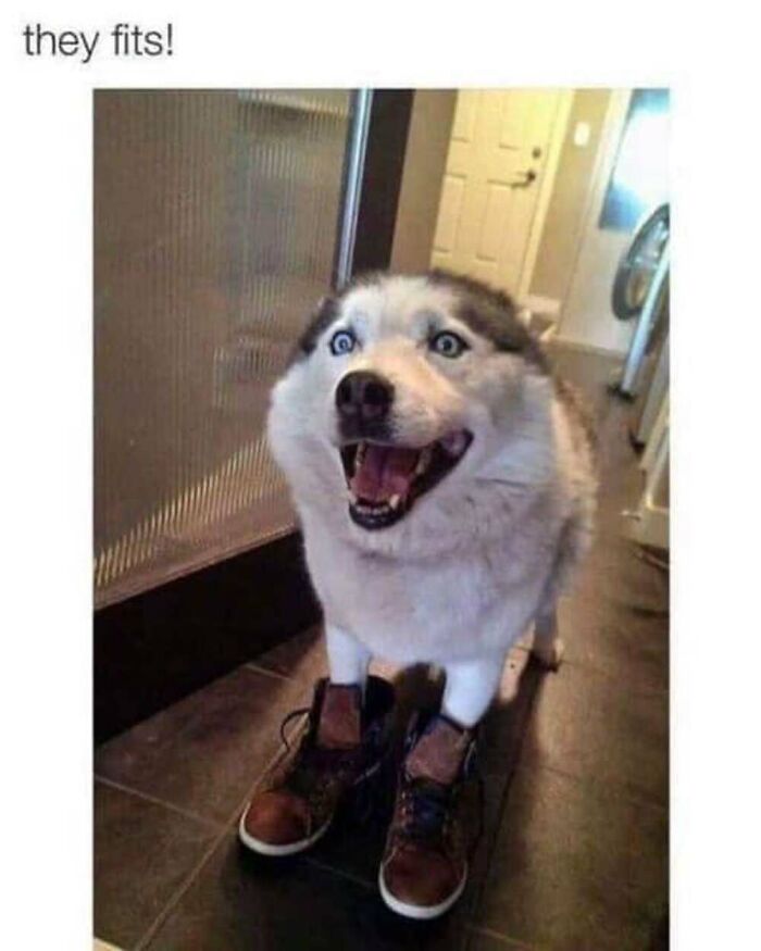 This Facebook Page Shares The Funniest And Cutest Animal Memes On The Internet, And Here Are 50 Of The Best Ones