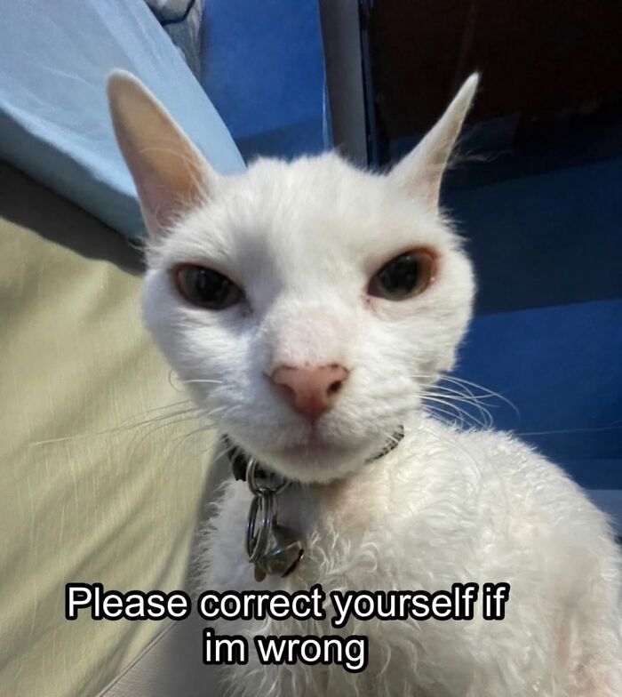 A close-up of a white Devon Rex cat with a serious expression, wearing a collar with a bell.