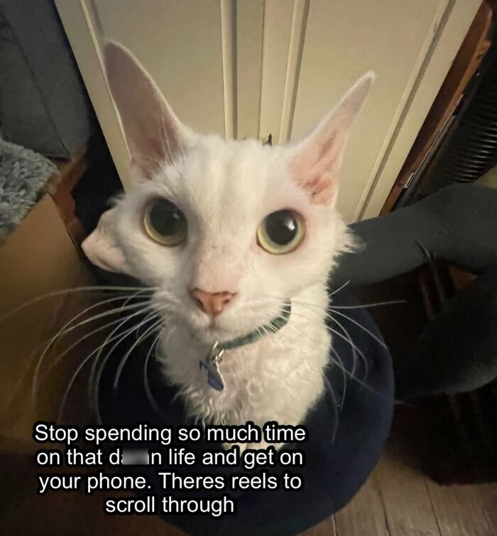 A white Devon Rex cat with large, round green eyes looks up intently, wearing a collar.