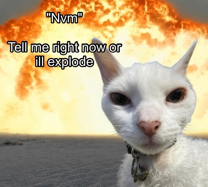 A serious-looking white Devon Rex cat in the foreground with an explosion in the background.