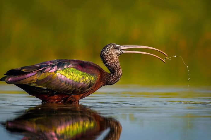 A vibrant glossy ibis, a colorful bird of India, wades in shallow water with a long curved beak.