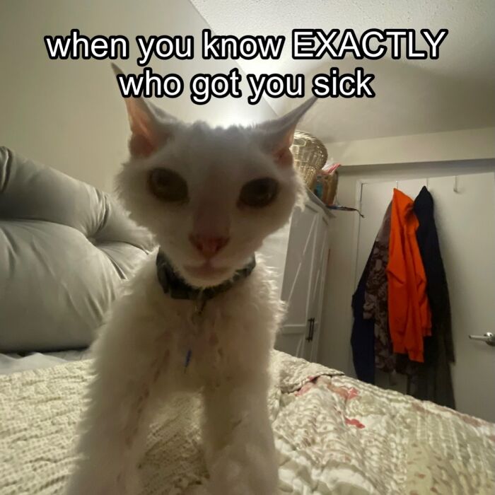 A white Devon Rex cat with large ears sits on a bed with a stern expression, facing the camera.
