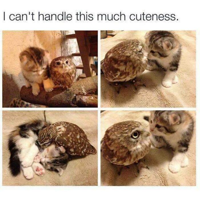 This Facebook Page Shares The Funniest And Cutest Animal Memes On The Internet, And Here Are 50 Of The Best Ones