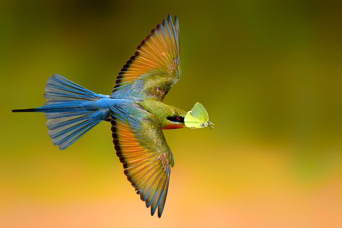 A vibrant blue-tailed bee-eater, one of the colorful birds of India, in mid-flight carrying a yellow butterfly.