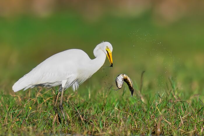 A great egret, a colorful bird of India, catches a fish with water splashing around it in a green field.