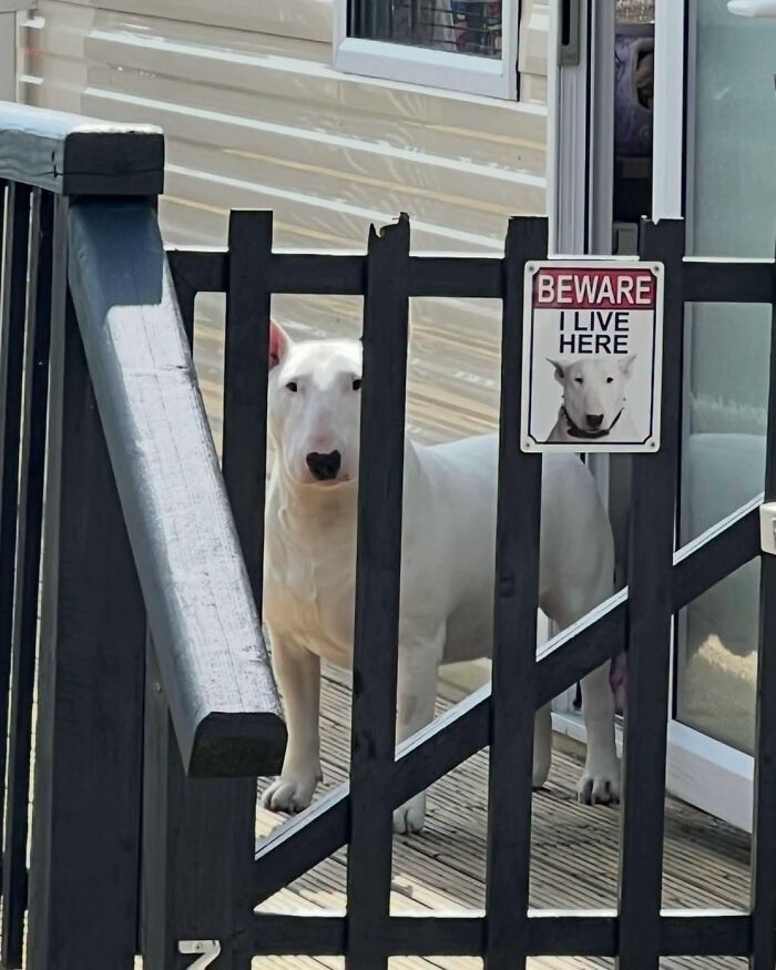 These 40 Adorable Dogs Are Exactly What You Need To Start Your Week With A Smile