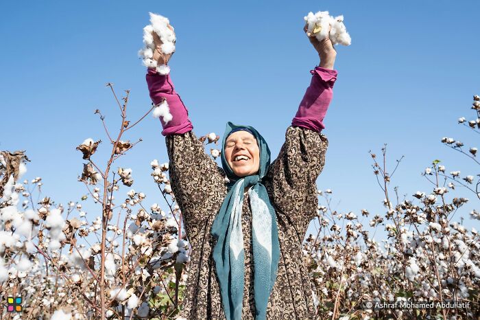 Cotton Lady By Ashraf Mohamed Abdullatif