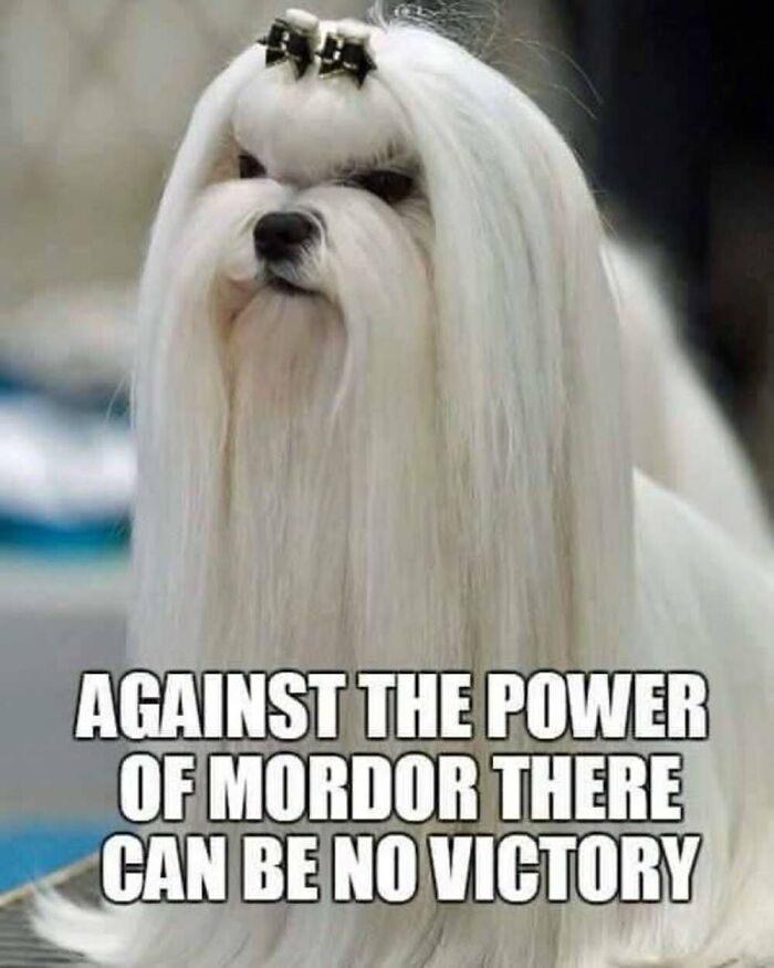 This Facebook Page Shares The Funniest And Cutest Animal Memes On The Internet, And Here Are 50 Of The Best Ones