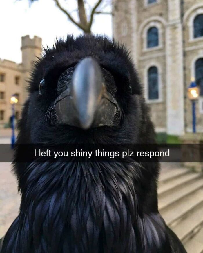 This Facebook Page Shares The Funniest And Cutest Animal Memes On The Internet, And Here Are 50 Of The Best Ones