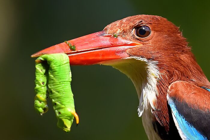 A white-throated kingfisher, a colorful bird of India, holds a large green caterpillar in its beak.
