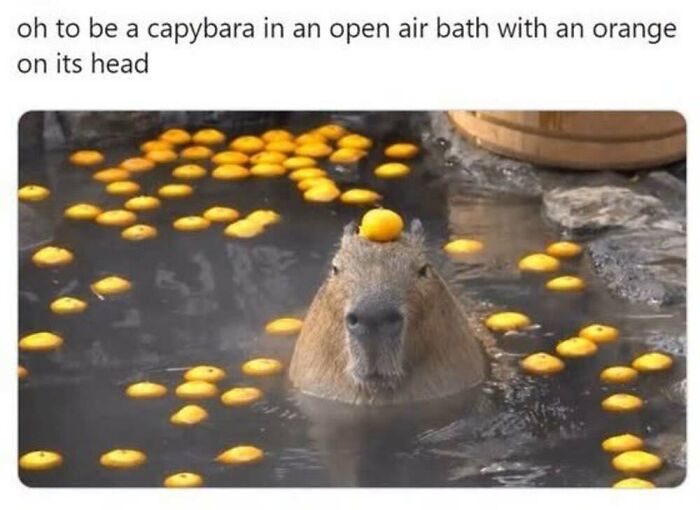 This Facebook Page Shares The Funniest And Cutest Animal Memes On The Internet, And Here Are 50 Of The Best Ones