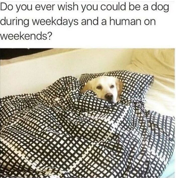 This Facebook Page Shares The Funniest And Cutest Animal Memes On The Internet, And Here Are 50 Of The Best Ones