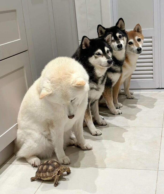 These 40 Adorable Dogs Are Exactly What You Need To Start Your Week With A Smile