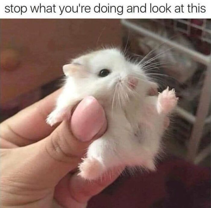 This Facebook Page Shares The Funniest And Cutest Animal Memes On The Internet, And Here Are 50 Of The Best Ones