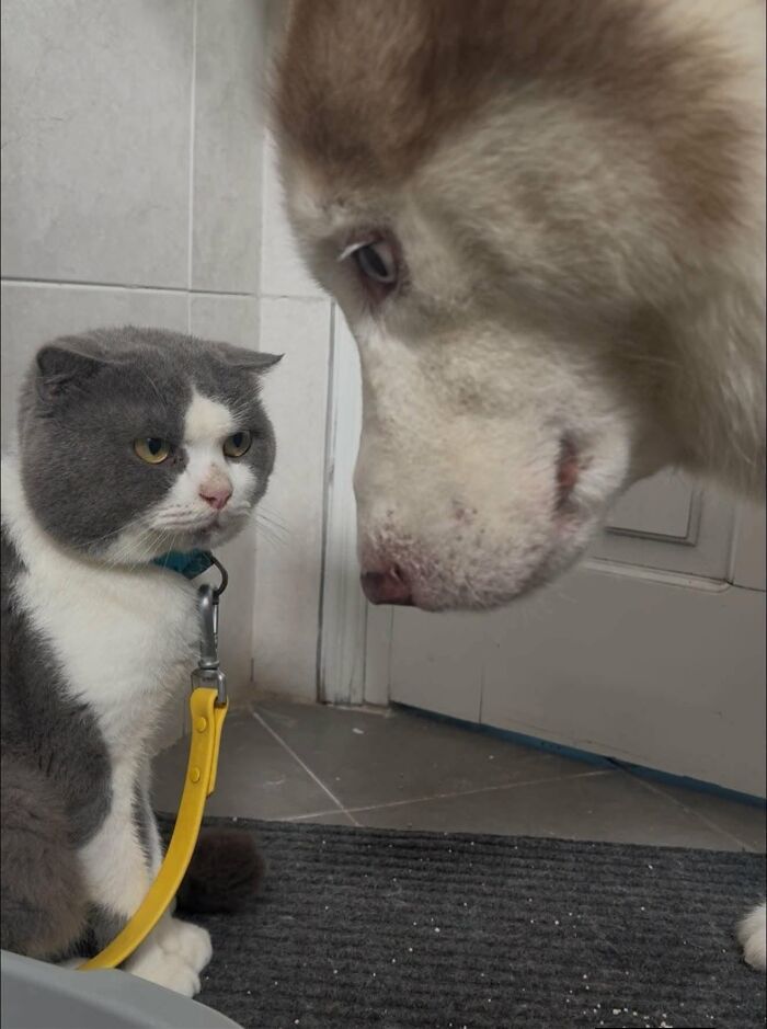 Gray and white cat staring at large husky dog indoors