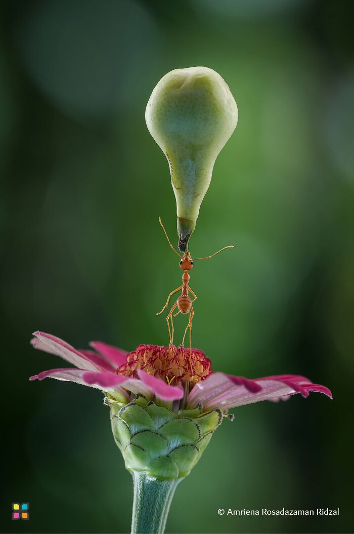 Strength In Stillness By Amrijena Rosadzaman Ridzal