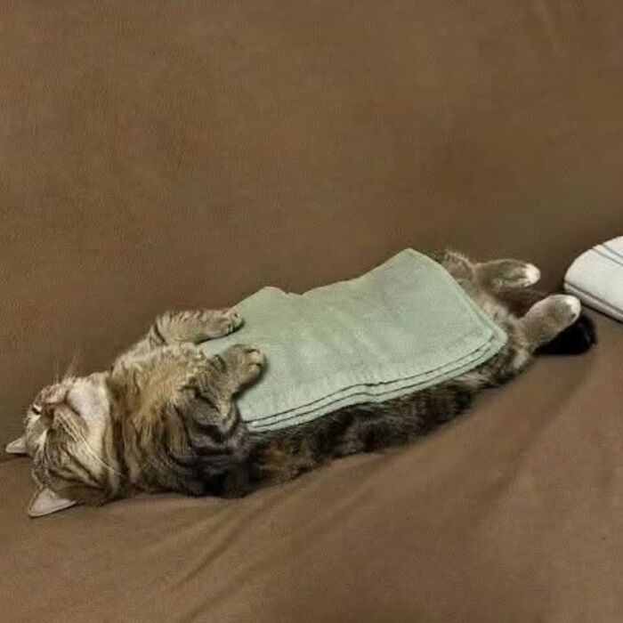 A cute cat lays on its back on a brown couch with a green cloth on its belly in a funny cat photo.