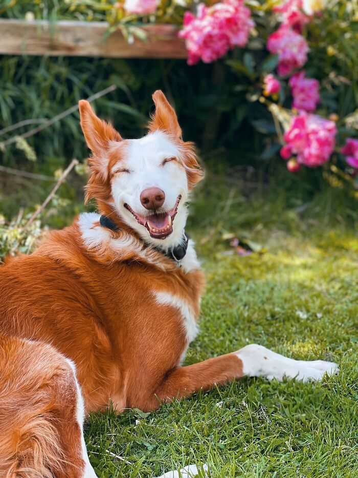 These 40 Adorable Dogs Are Exactly What You Need To Start Your Week With A Smile