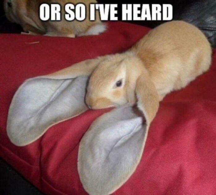This Facebook Page Shares The Funniest And Cutest Animal Memes On The Internet, And Here Are 50 Of The Best Ones