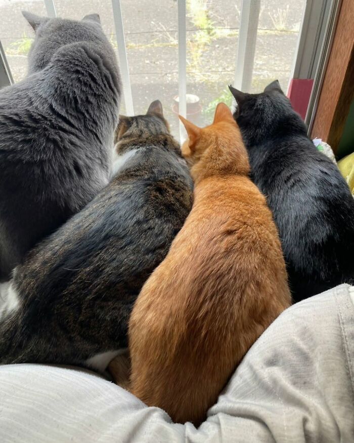 Four funny and cute cat photos show cats sitting on a window sill, looking outside.