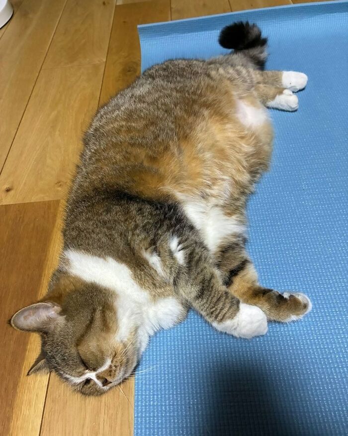 A cute cat with brown, white, and tabby fur sleeps on a blue yoga mat, a funny cat photo showing relaxation.