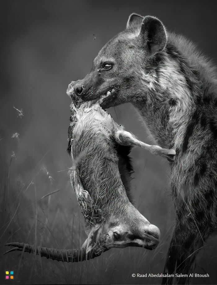 The Last Stand By Raad Abedalsalam Salem Al Btoush
