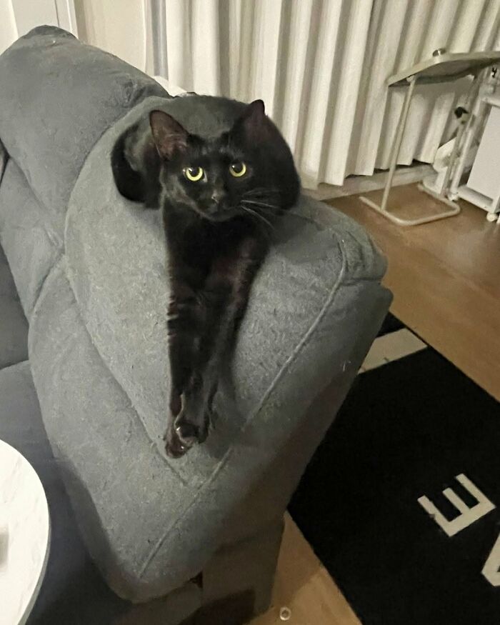 Black cat with yellow eyes lying gracefully on a gray sofa, a cute cat photo that might make you smile.
