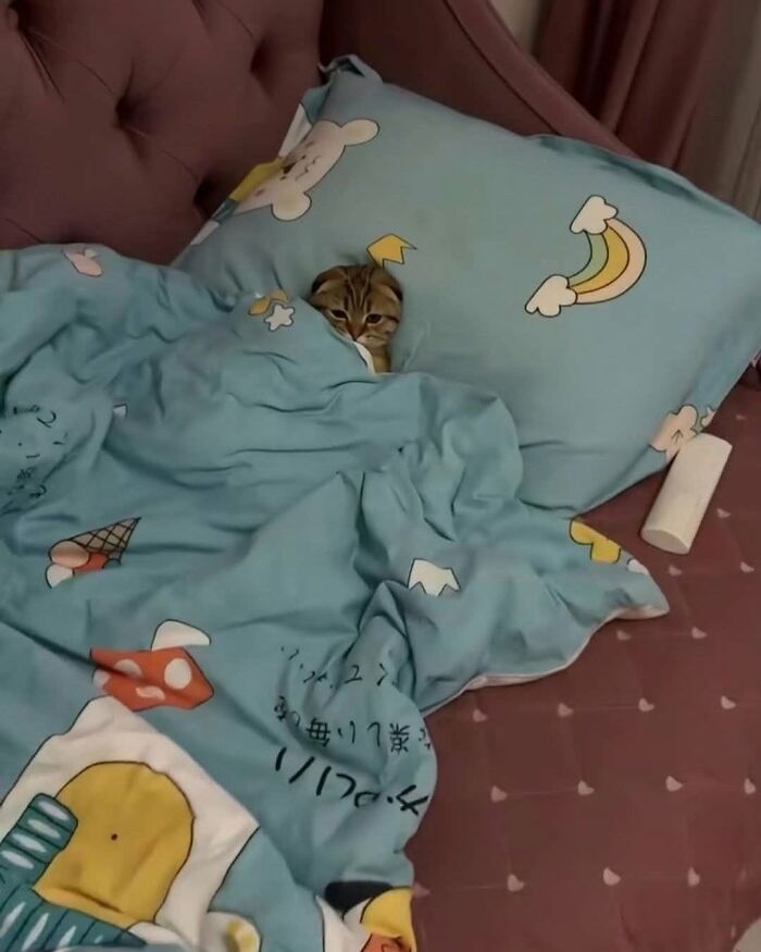 Tiny, cute cat peeking from under a blue rainbow-patterned blanket, a funny cat photo that might make you smile.