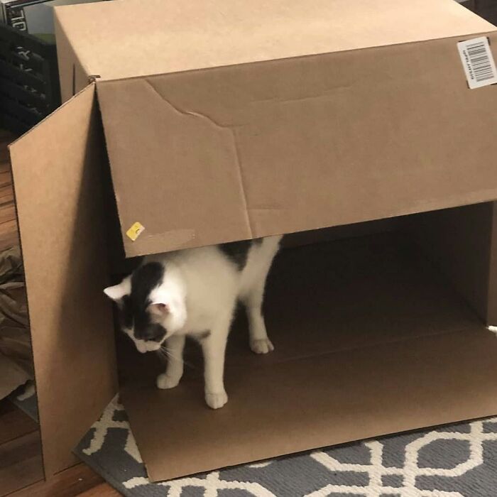 A funny and cute cat, black and white, peeks out from under a large cardboard box, exploring its new hideout.